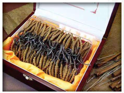 曲水冬虫夏草回收